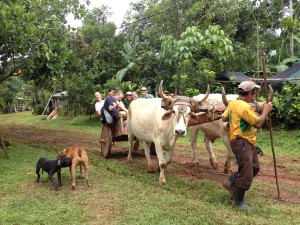 High school Spanish Immersion students process sugar cane in Costa Rica