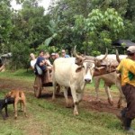 High school Spanish Immersion students process sugar cane in Costa Rica