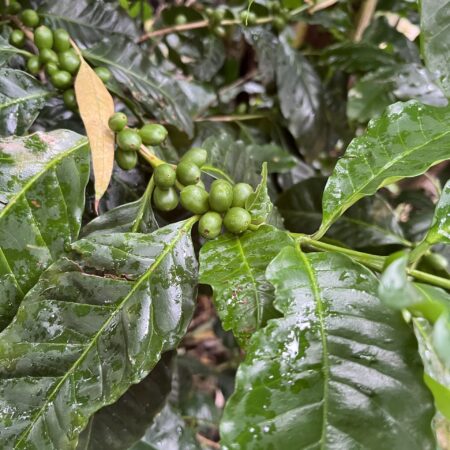 Morochos Roastery day trip - Ecuador Coffee tour