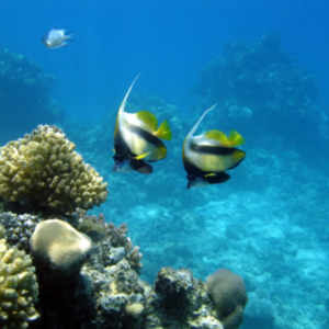 Snorkel Adventure Tour*