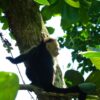 white faced monkey family Spanish immersion in Manuel Antonio