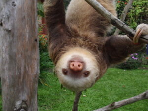 sloth