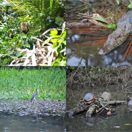 Tortuguero weekend trip