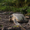 Sea turtle in Tortuguero National Park, Costa Rica