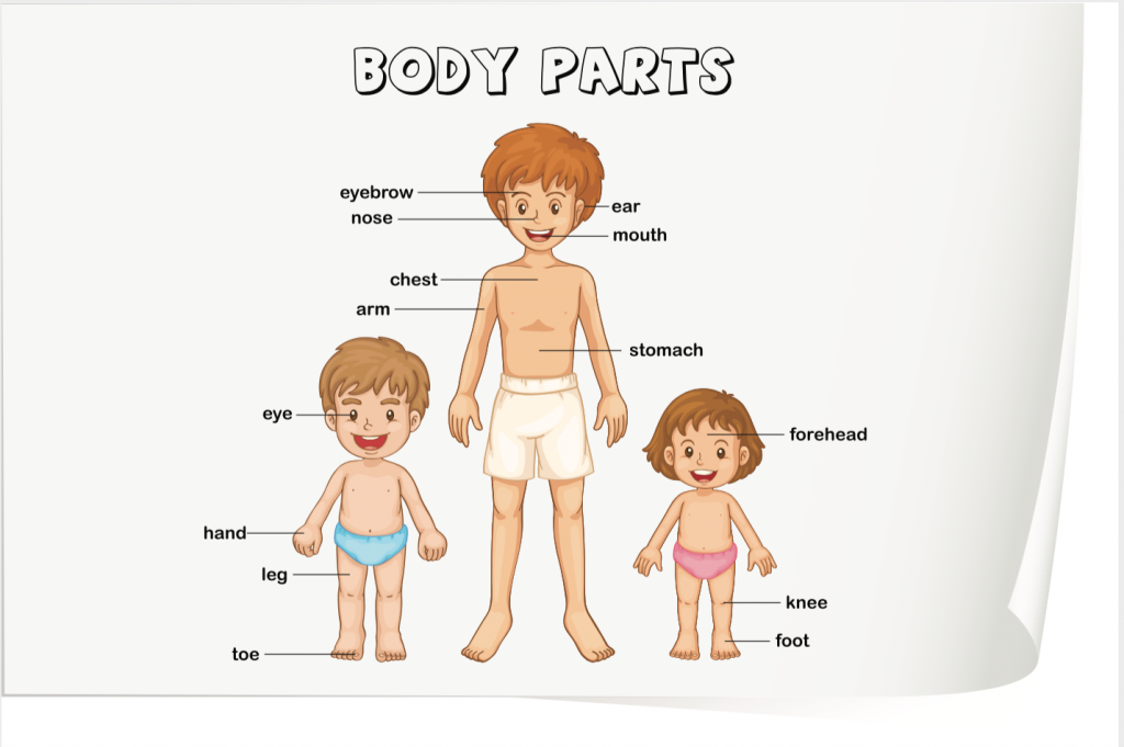 basic body parts in spanish