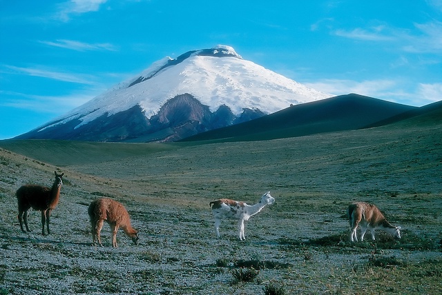 Spanish Immersion in Ecuador