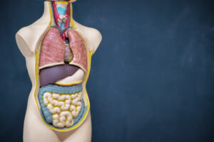Organs and functions in Spanish