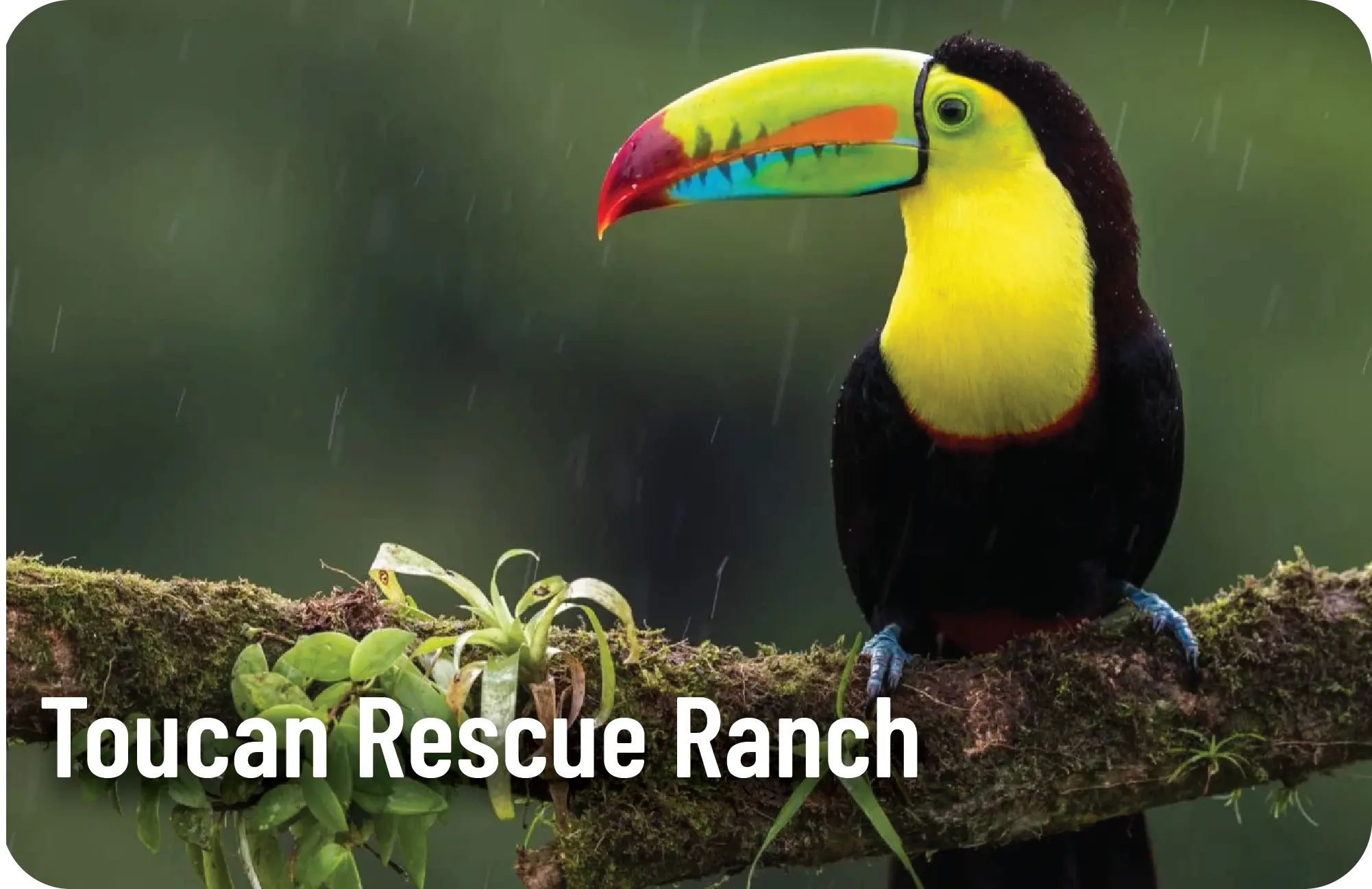 Toucan Rescue Ranch - Spanish Immersion Trips - Common Ground International