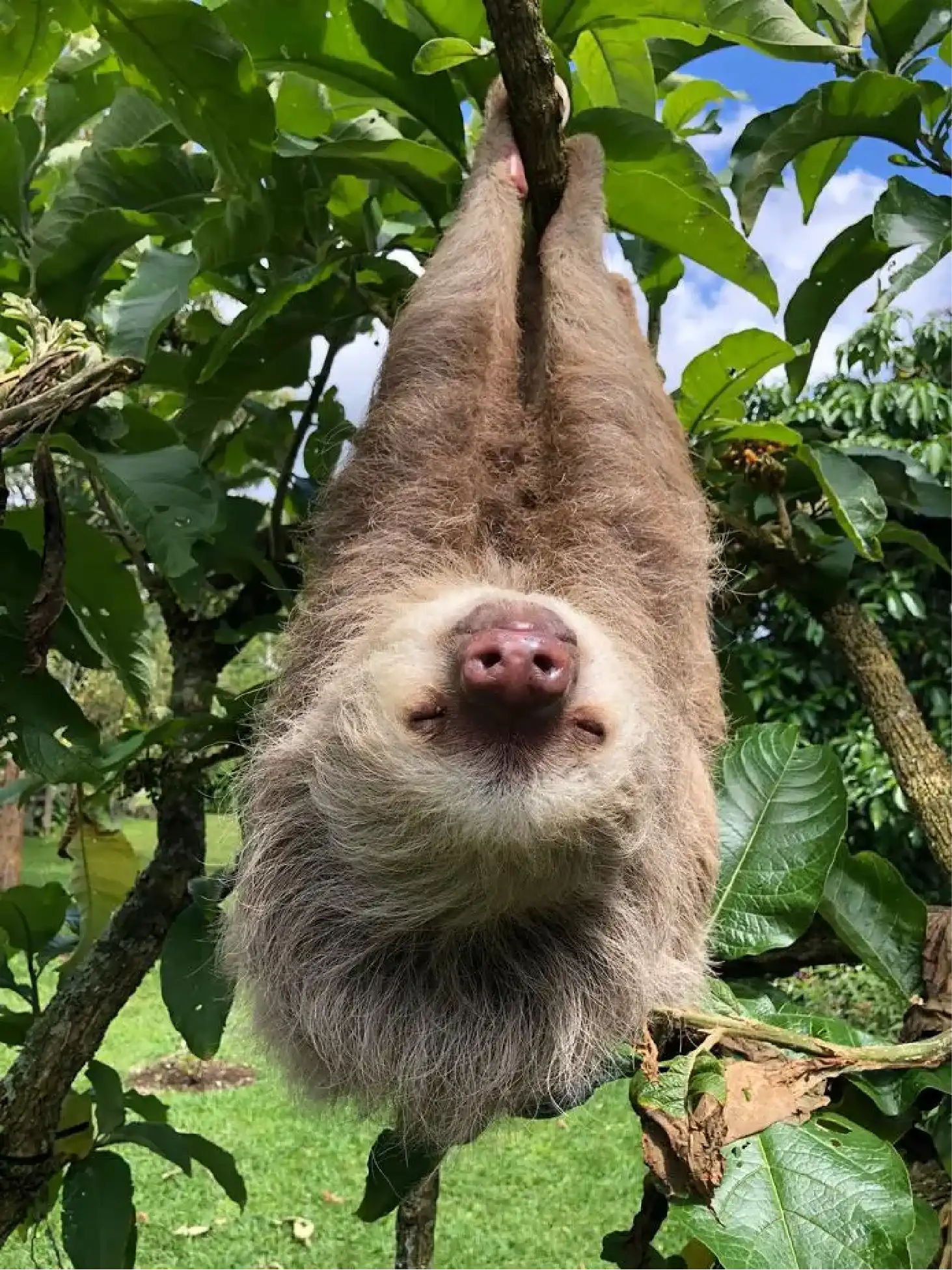 Sloth - Costa Rica Spanish Teachers Immersion Trip 
