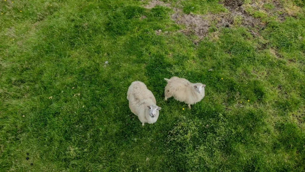 Cada oveja con su pareja