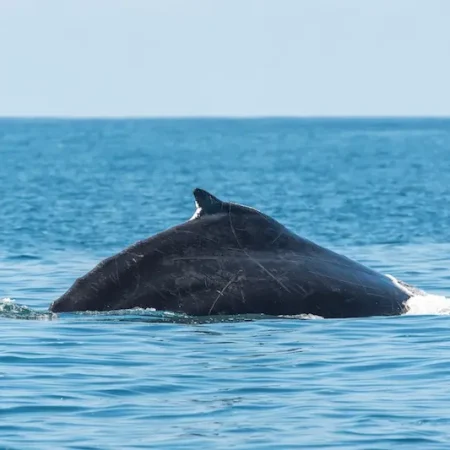 Bahía Ballena Snorkeling and Whale Watching